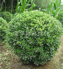 全球花木網(wǎng) 苗木與花卉產(chǎn)品的數(shù)字化展示平臺(tái)