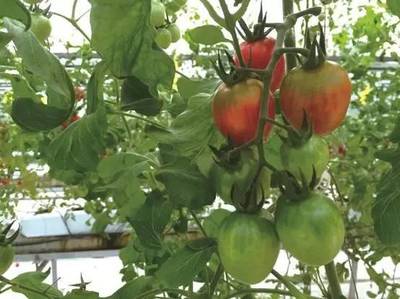 2016年最酷的100項(xiàng)科技創(chuàng)新 內(nèi)陸水產(chǎn)養(yǎng)殖銷售領(lǐng)域的中國(guó)企業(yè)力量