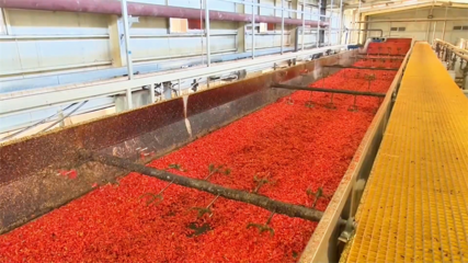 高臺(tái) 脫水蔬菜走俏國(guó)際市場(chǎng) 內(nèi)陸水產(chǎn)養(yǎng)殖產(chǎn)銷兩旺