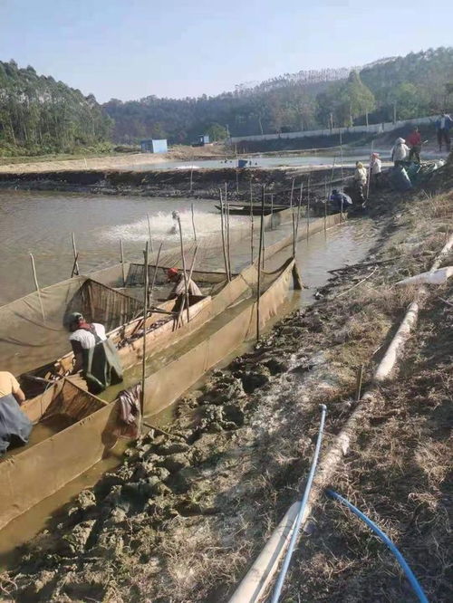 蓬江區榮獲省級水產健康養殖與生態養殖示范區認定，引領內陸水產養殖銷售新風向