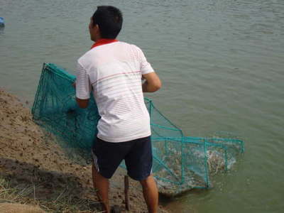 湖南常德澧縣 內陸轉型結碩果，南美白對蝦養殖已成特色產業